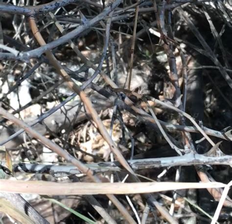 Baby Quails On the Greenbelt [VIDEO]
