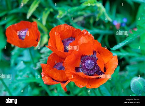 Red and purple flowers Stock Photo - Alamy