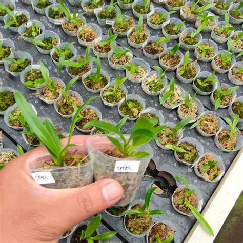 Jual Seedling Anggrek Dendrobium Spectabile Di Lapak Budiluhur Tani