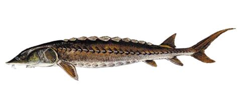 SCDNR - Fish - Species - Shortnose sturgeon