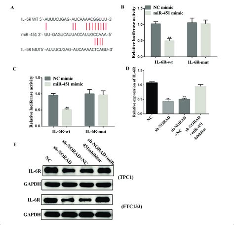 Putative Binding Sites Between MiR 451 And IL 6R A Display Of The