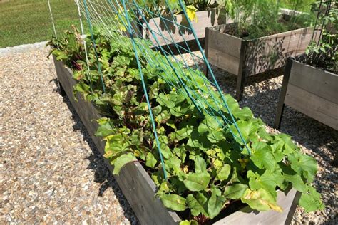Cucumbers In Raised Beds How To Plant And Grow Plantura