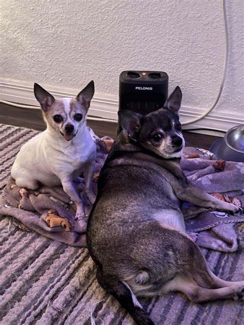 Its that time of year again… time to break out the chi warmer : r/Chihuahua