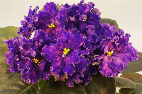 Фиалка Капюшон Медузы Фото – Telegraph