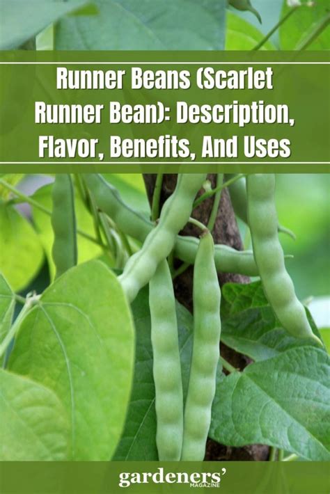 runner beans scarlet runner bean description flavor benefits