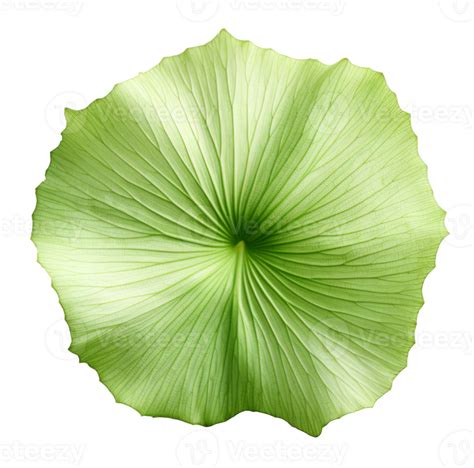 Lotus Leaf Isolated On Transparent Background 45496553 Png