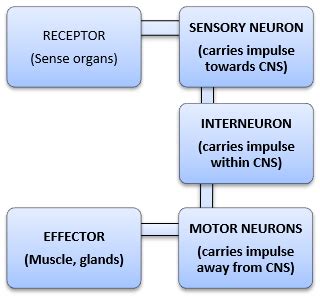 components  reflex arc