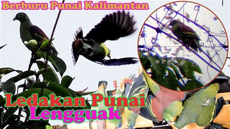 Berburu Punai Kalimantan Nyanggong Punai Lengguak Di Pohon Lunuk