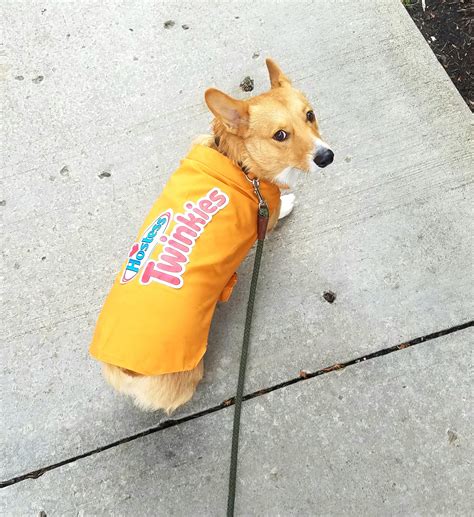 531 best Twinkie images on Pholder | Amberlynn Reid YT, Breeding ...