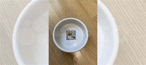 Миска керамическая для кролика купить в Челябинске | Животные и ...
