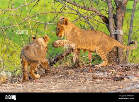 Two Mischievous Lion Cubs Panthera Leo Playing In South Luangwa