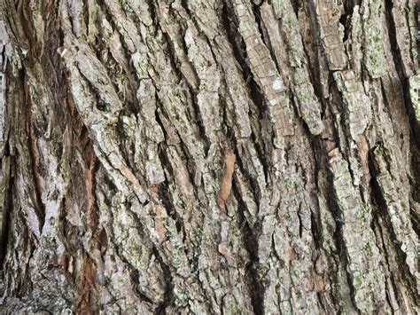 Кора Белой Ивы Применение Фото – Telegraph