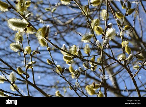 Pussy Willow In Bloom Stock Photo Alamy