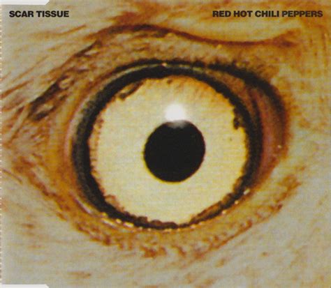 Scar Tissue Red Hot Chili Peppers Partition De La Chanson Accords Et Paroles