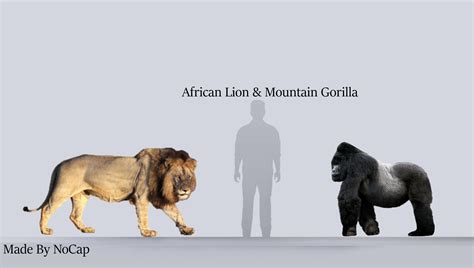 Gorilla Vs Lion