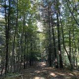 Sugar Notch Ridgetop Trail Pennsylvania Reviews Map Alltrails