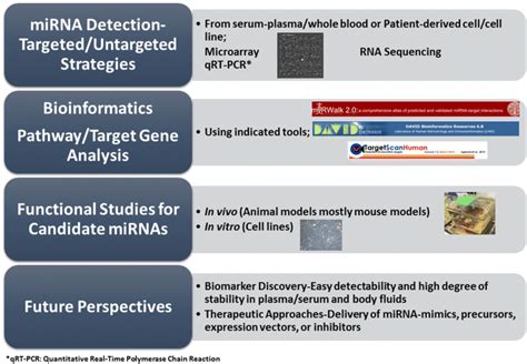 Schematic Workflow Of Mirna Studies For Screening Mirnas Mirna Micro