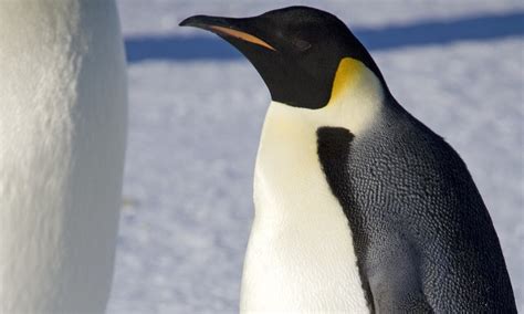 Study recommends special protection of emperor penguins