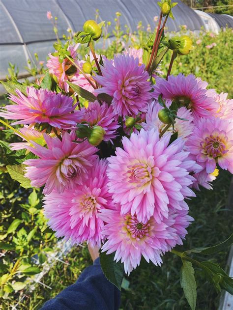 Gay Princess Dahlia Tubers Pisarcik Flower Farm