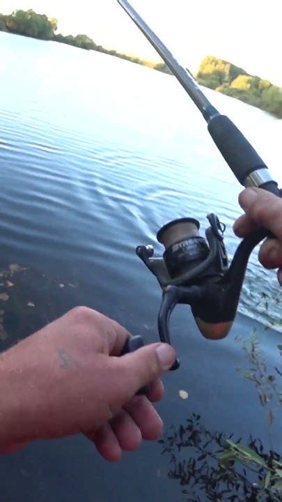Спиннинг в дугу...Клюнул трофей! #рыбалка #рыба #fishing - YouTube