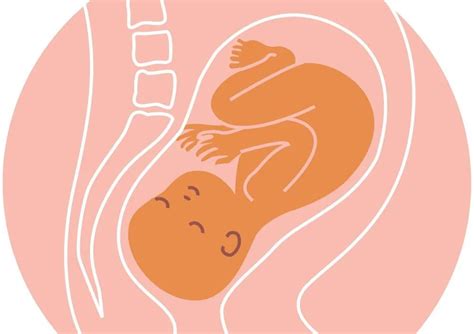 Baby Positions In Womb Understanding And Optimizing For Birth Body