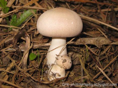 Wild Mushroom Pictures Nature Cultural And Travel Photography Blog