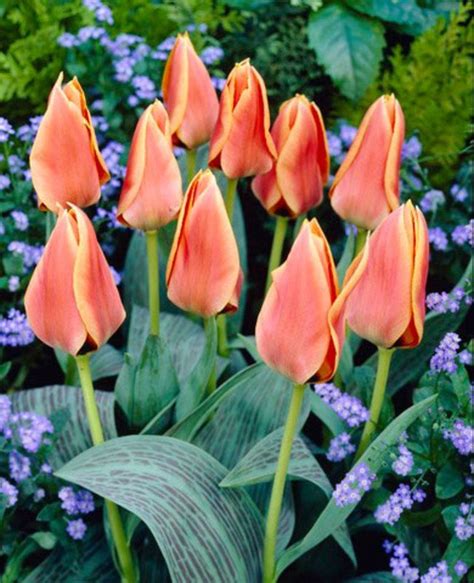 Tulip Calypso Bluestone Perennials