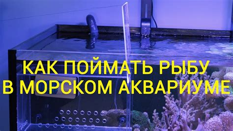 Как поймать рыбу в морском аквариуме - YouTube