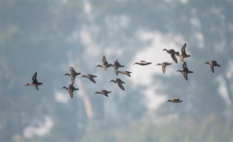 kawanan bebek foto stok  gambar  aktivitas fisik