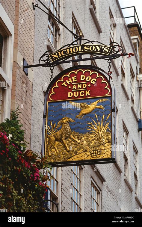 nicholson   dog duck pub  soho london england stock photo alamy