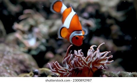 1,066 Clownfish Habitat Images, Stock Photos & Vectors | Shutterstock