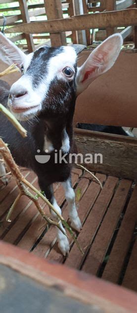 Sanan Goats For Sale In Hanwella Ikman