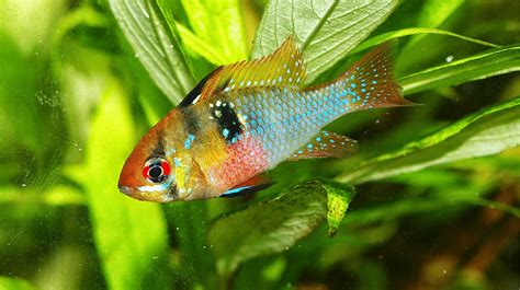 Blue Ram Cichlid Breeding And Care Guide Build Your Aquarium