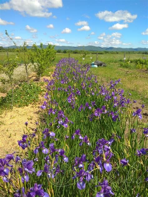Ирис кроваво-красный (Iris sanguinea) - Ирис кроваво-красный - Ирис ...