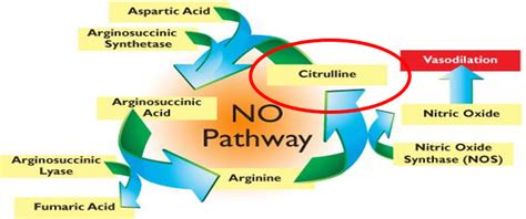 2 Primary Pathways For Nitric Oxide Dan Hammer Health Ltd