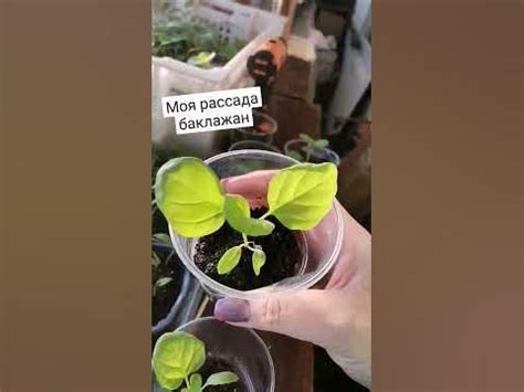 Моя рассада баклажан. Чёрный красавец, Царская икра, Грибной вкус и ...