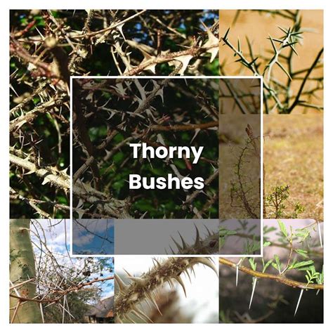 How To Grow Chindo Viburnum Plant Care And Tips Norwichgardener