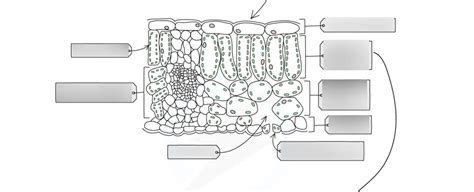 Leaves Diagram Labelled Diagram Quizlet