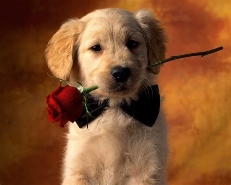 Fondos De Pantalla De Perros Wallpapers Hd