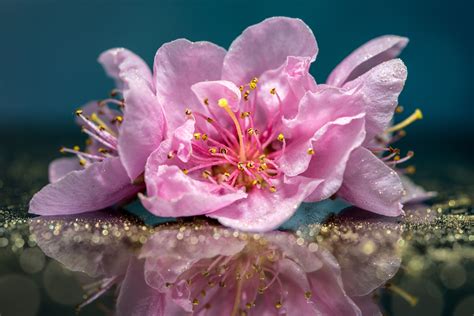 Розовые цветы отражаются в поверхности - обои для рабочего стола ...