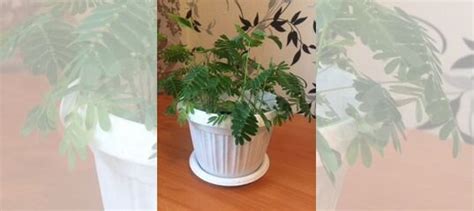 Мимоза стыдливая купить в Екатеринбурге | Товары для дома и дачи | Авито