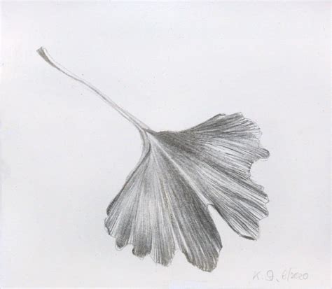 Drawings On Paper The Gingko Project Kiki Stickl