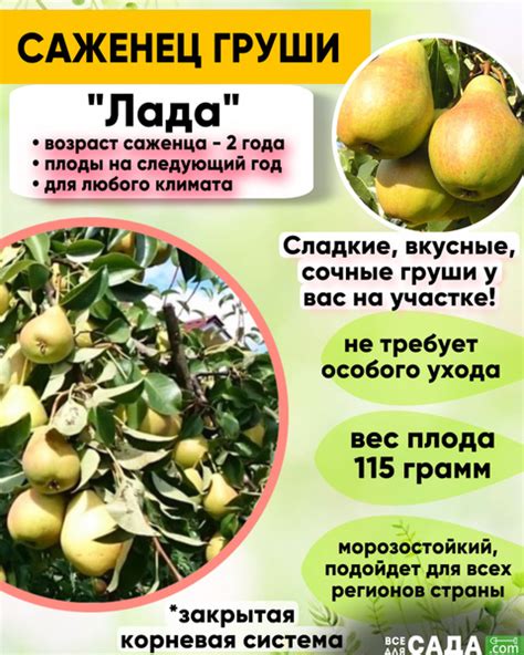 Груша Лада саженец - купить с доставкой по выгодным ценам в интернет ...