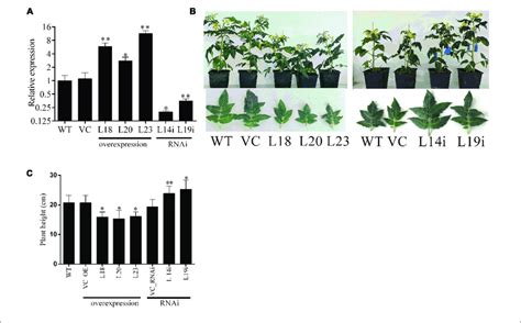 Transgenic Line Generation And Phenotypic Characterization Of Wt