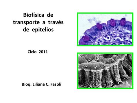 Ppt Biof Sica De Transporte A Trav S De Epitelios Powerpoint