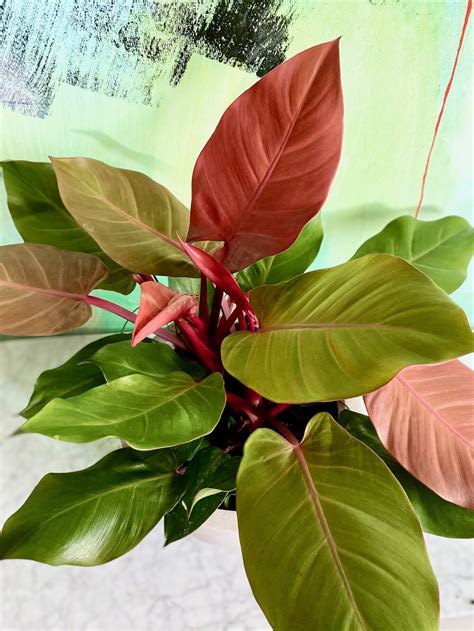 Aglaonema First Diamond — The Tender Gardener