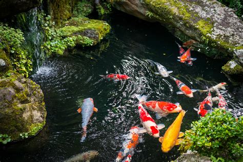 How to prevent and treat pond fish diseases. | Tetra Fishkeeper Blog