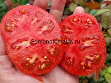 KOZULA 156/1 — Семена Томатов