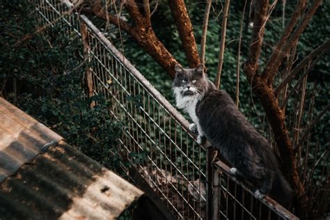 гелиос 77м-4 | ВКонтакте