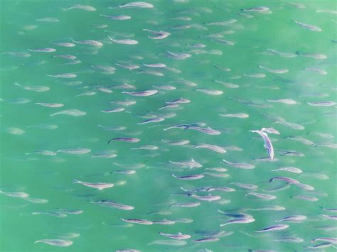 The 2023 Striper Migration On The Water